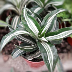 Dracaena Warnecki en internet