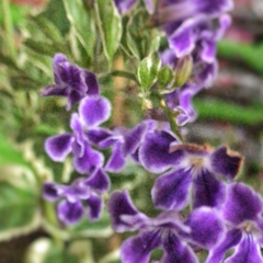 Duranta Alba - Vivero Mario