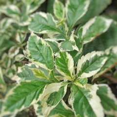 Duranta Alba