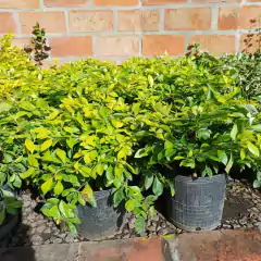 Duranta Aurea - tienda online