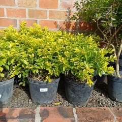 Duranta Aurea - comprar online