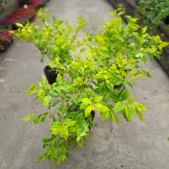 Imagen de Duranta Kaki