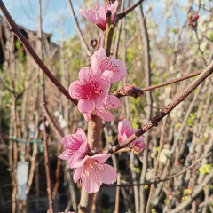ARBOLES FRUTALES (no cítricos) - comprar online