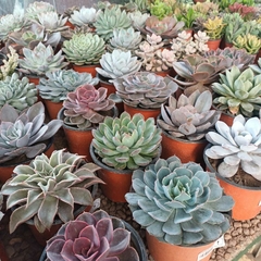 Crasas Echeverias
