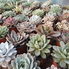 Crasas Echeverias en internet