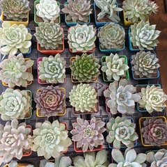 Crasas Echeverias - comprar online