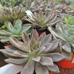 Imagen de Crasas Echeverias