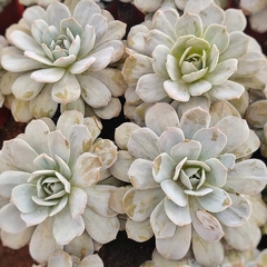 Crasas Echeverias - comprar online