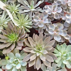 Crasas Echeverias - tienda online