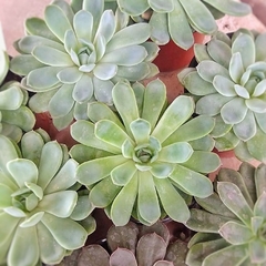 Crasas Echeverias - Vivero Mario