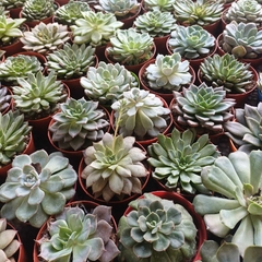 Crasas Echeverias - Vivero Mario