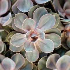 Crasas Echeverias en internet