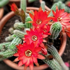 Cactus Echinopsis Chamaecereus - comprar online