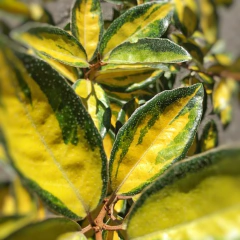 Eleagnus variegado - Vivero Mario