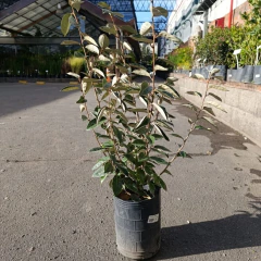 Eleagnus Pungens - tienda online
