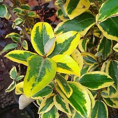 Eleagnus Gilt Edge
