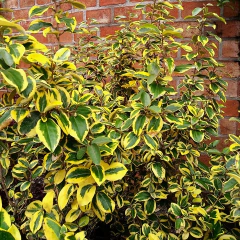 Eleagnus Gilt Edge - comprar online