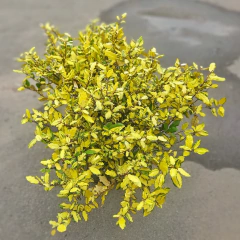 Eleagnus variegado - tienda online