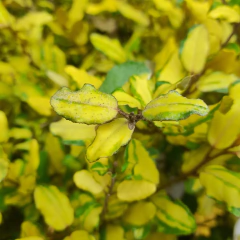 Eleagnus variegado en internet
