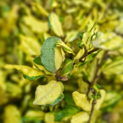 Eleagnus variegado