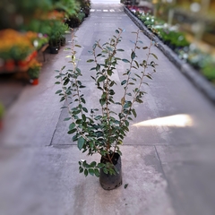 Eleagnus Pungens - Vivero Mario