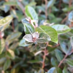 Eleagnus Pungens en internet