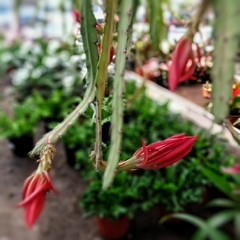 Cactus Epiphyllum Pegasus en internet