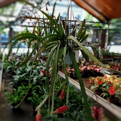 Cactus Epiphyllum Pegasus - Vivero Mario