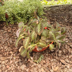 Episcia Cupreata - Vivero Mario