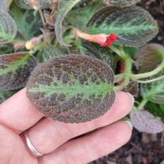 Episcia Cupreata - comprar online