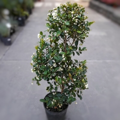 Eugenia Myrtifolia en internet