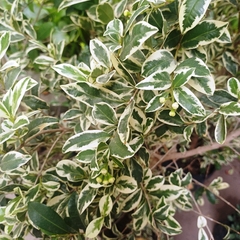 Eugenia Variegada