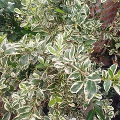 Eugenia Variegada en internet
