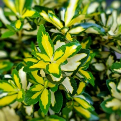 Evonymus - Vivero Mario