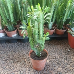 Euphorbia Trigona - comprar online