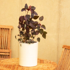 Euphorbia Cotinifolia - Vivero Mario