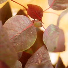 Euphorbia Cotinifolia - comprar online