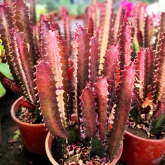 Imagen de Euphorbia Trigona