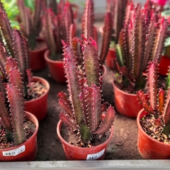 Euphorbia Trigona