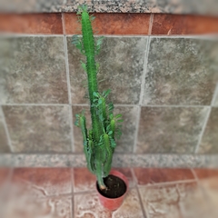 Euphorbia Trigona - tienda online