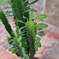 Euphorbia Trigona en internet