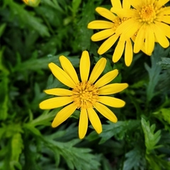 Euryops