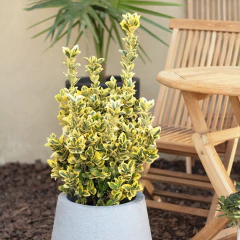 Evonymus - comprar online