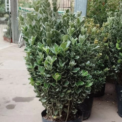 Evonymus en internet