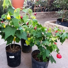 Farolito (abutilón) - Vivero Mario