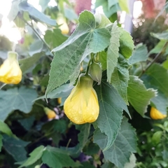 Farolito (abutilón) - comprar online