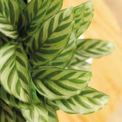 Calathea Fasciata - comprar online