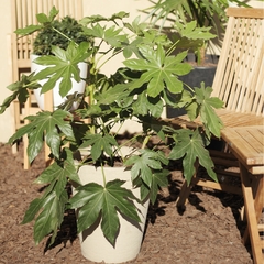 Fatsia Japónica en internet