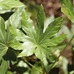 Fatsia Japónica - Vivero Mario