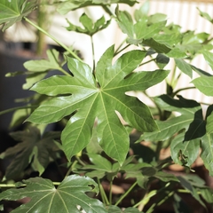 Fatsia Japónica - comprar online